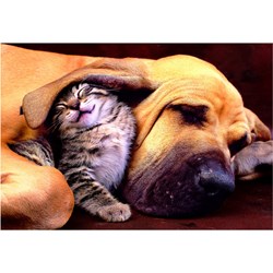 Educa (15150) - "Sweet Dreams!" - 500 pieces puzzle