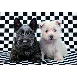 Educa (15508) - "Black and White Terriers" - 500 pieces puzzle