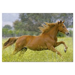 Educa (15522) - "At Full Gallop" - 1000 pieces puzzle
