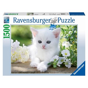 Ravensburger (16243) - "White kitten" - 1500 pieces puzzle