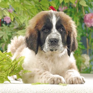 Ravensburger (15214) - "Beautiful Saint Bernard" - 500 pieces puzzle