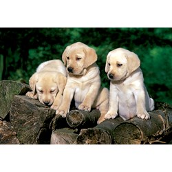 Trefl (15157) - "Little Labradors" - 160 pieces puzzle