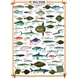 Eurographics (6000-0313) - "Sea Fish" - 1000 pieces puzzle