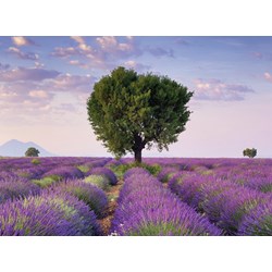 Ravensburger (14353) - "South Lavender of France" - 500 pieces puzzle