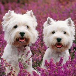 Ravensburger (09423) - "Cats And Dogs" - 49 pieces puzzle