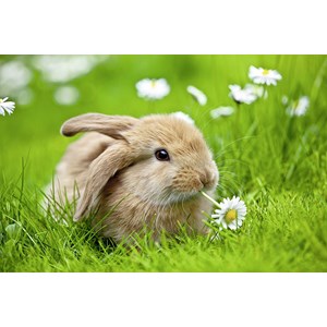 Ravensburger (10007) - "Rabbit" - 150 pieces puzzle