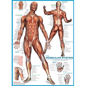 Eurographics (6000-2015) - "The Muscular System" - 1000 pieces puzzle
