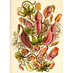 Grafika Kids (00307) - Ernst Haeckel: "Kunstformen der Natur, Nepenthaceae, 1904" - 300 pieces puzzle