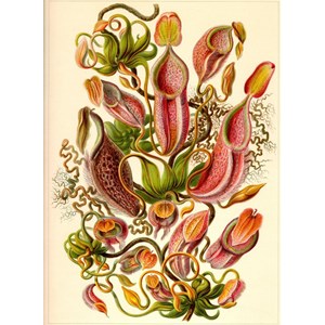 Grafika Kids (00307) - Ernst Haeckel: "Kunstformen der Natur, Nepenthaceae, 1904" - 300 pieces puzzle