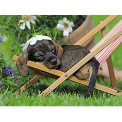 Ravensburger (13649) - "Teckel" - 500 pieces puzzle