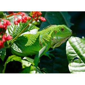 Grafika Kids (00510) - "Iguana" - 300 pieces puzzle