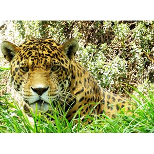 Grafika Kids (00535) - "Jaguar" - 300 pieces puzzle