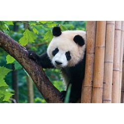 Tactic (53558) - "Panda" - 500 pieces puzzle