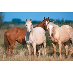 Tactic (53560) - "Horses" - 500 pieces puzzle