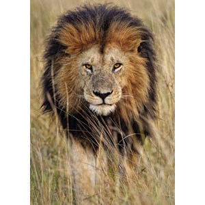 Ravensburger (19914) - "Lion" - 1200 pieces puzzle
