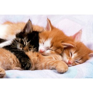 Educa (17087) - "Kittens" - 500 pieces puzzle