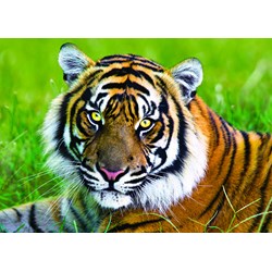 Trefl (371925) - "Tiger" - 500 pieces puzzle