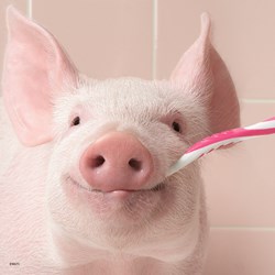 Ravensburger (08028) - "Funny Animal Portraits" - 49 pieces puzzle