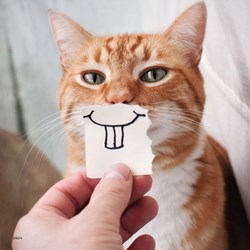 Ravensburger (08028) - "Funny Animal Portraits" - 49 pieces puzzle