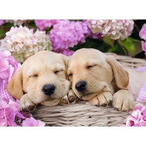 Ravensburger (13235) - "Sweet Dogs in the Basket" - 300 pieces puzzle