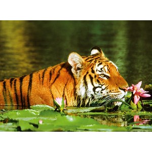 Ravensburger (14245) - "Tiger entre the water lilies" - 500 pieces puzzle