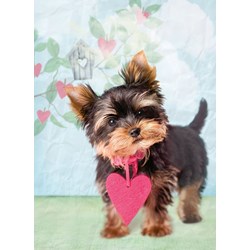 Ravensburger (14335) - "What a cutie!" - 500 pieces puzzle