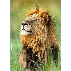 Trefl (10517) - "Lion" - 1000 pieces puzzle