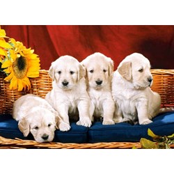 Castorland (C-101771) - "Puppies with Sunflower" - 1000 pieces puzzle