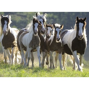 Ravensburger (14181) - "Group of Wild Horses" - 500 pieces puzzle