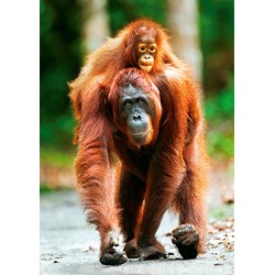 Trefl (10514) - "Orangutan, Indonesia" - 1000 pieces puzzle
