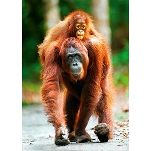 Trefl (10514) - "Orangutan, Indonesia" - 1000 pieces puzzle