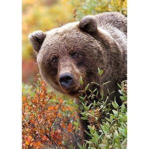 Trefl (10518) - "Grizzly, Alaska, USA" - 1000 pieces puzzle