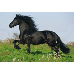 Schmidt Spiele (55588) - "Horses" - 26 48 pieces puzzle