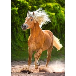 Castorland (B-52981) - "Running Haflinger" - 500 pieces puzzle