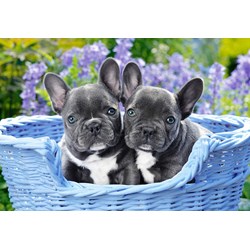 Castorland (C-104246) - "French Bulldog Puppies" - 1000 pieces puzzle