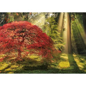 Heye (29855) - Aaron Reed: "Guiding Light" - 1000 pieces puzzle