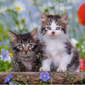 Ravensburger (08046) - "Kittens" - 49 pieces puzzle