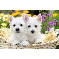 Ravensburger (13074) - "West Highland White Terriers" - 300 pieces puzzle