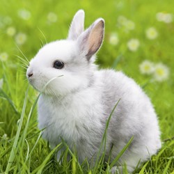 Ravensburger (08041) - "Cute Bunny" - 49 pieces puzzle