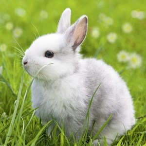 Ravensburger (08041) - "Cute Bunny" - 49 pieces puzzle