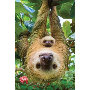 Eurographics (8251-5556) - "Sloths" - 250 pieces puzzle