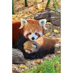 Eurographics (8251-5557) - "Red Pandas" - 250 pieces puzzle