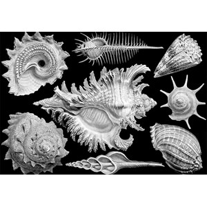 Cloudberries (33007) - "Shells" - 1000 pieces puzzle