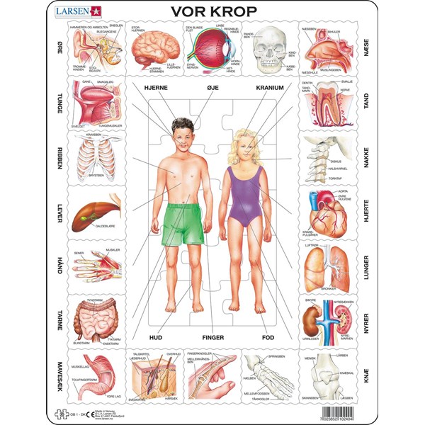 Larsen (OB1-DK) - "Our Body - DK" - 35 pieces puzzle