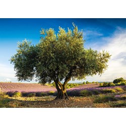 Schmidt Spiele (58357) - "Olive Tree in Provence" - 1000 pieces puzzle