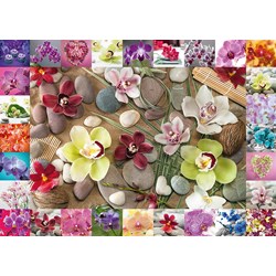 Schmidt Spiele (59632) - Assaf Frank: "Orchids" - 1000 pieces puzzle