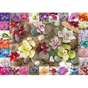 Schmidt Spiele (59632) - Assaf Frank: "Orchids" - 1000 pieces puzzle