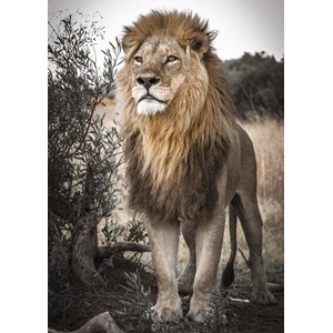 Jumbo (18523) - "Proud Lion" - 500 pieces puzzle