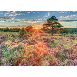 Jumbo (18524) - "Heather at Sunset" - 500 pieces puzzle