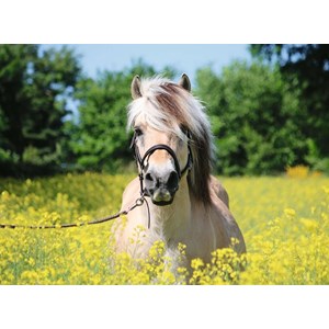 Ravensburger (15038) - "White horse" - 500 pieces puzzle